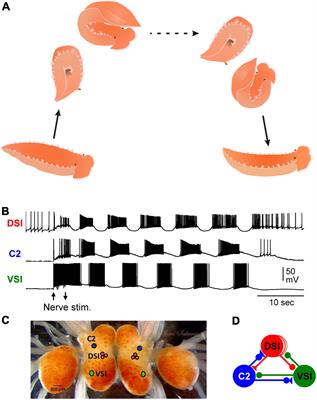 The Consistency of Gastropod Identified Neurons Distinguishes Intra-Individual Plasticity From Inter-Individual Variability in Neural Circuits